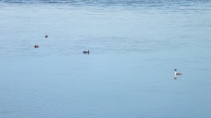 DSCF6775